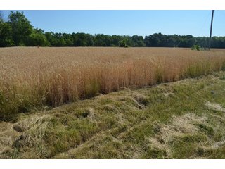 Property photo 44 - 108 +/- Acres Offered in 2 Tracts - Land Auction